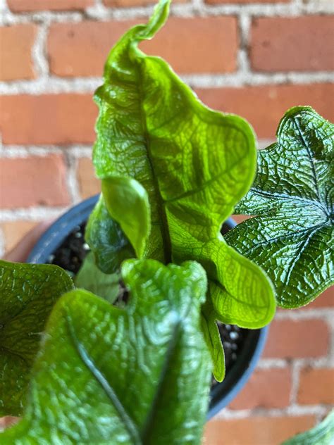 4" Alocasia Jacklyn – Plant Goals