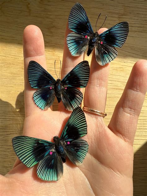 SPREAD Pink Dotted Metalmark Butterfly 'Lyropteryx apollonia' A-/A1