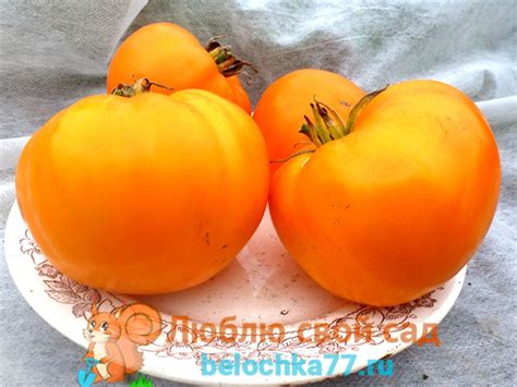 Желтые и оранжевые сорта помидоров с фото, описанием. Для теплиц и ...
