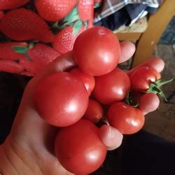 Томат Лимеренс: описание, отзывы, фото | tomatland.ru