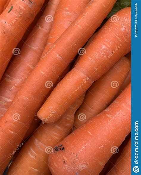 Carrots import stock photo. Image of carrots, second - 262075178
