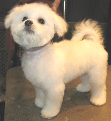 Mannelijke Maltipoo Kapsels