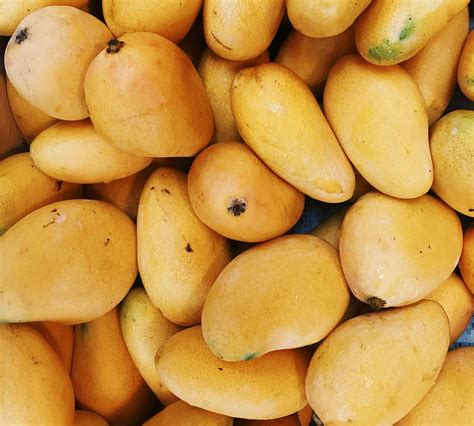 Hundreds gather to enjoy the 2025 Mango Fair