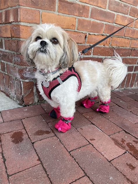 What Are The Best Boots For Dogs