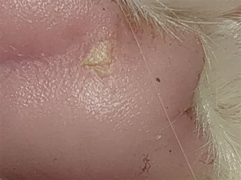 What is this patch of skin on my cat feet? : r/cats