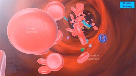 Coagulation Cascade Animation