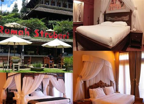 rumah stroberi lembang  destinasi wisata populer  lembang