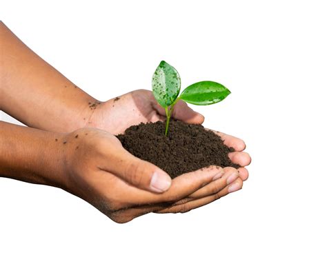 hands holding  young plant  png