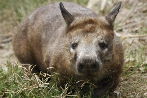 northern hairy nosed wombat plugon
