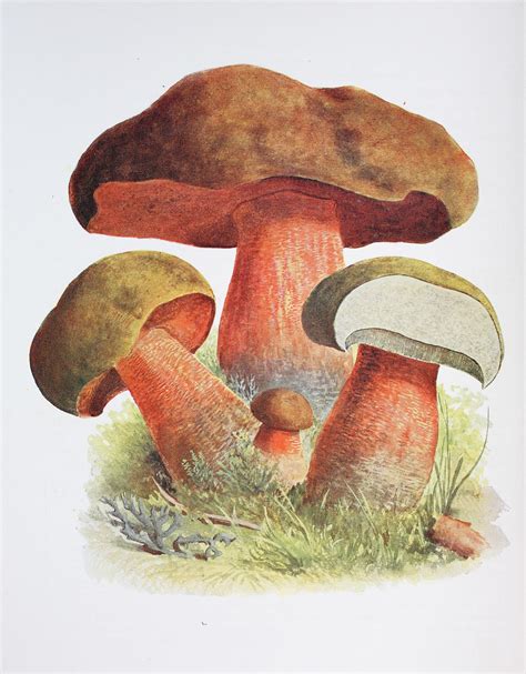 The magic of mushrooms