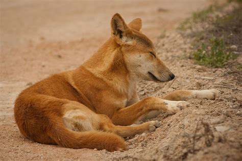 dingo fact sheet cswd