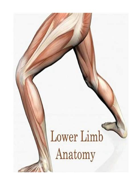 SOLUTION: Anatomy of the lower limb popliteal fossa leg anterior