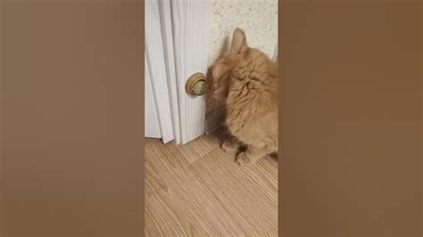 Кошачья мята. Кошка балдеет! - YouTube