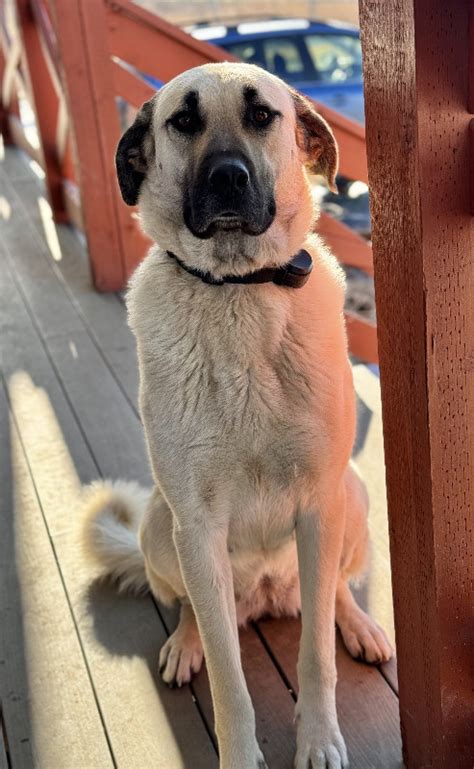 Turkish Kangal Puppies | Dogs & Puppies for Rehoming | Prince George ...