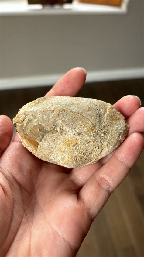 Freshwater mussel - Fossil ID - The Fossil Forum