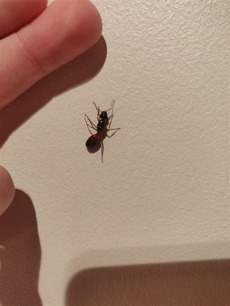 I found this massive ant in my bathroom, is it a queen ant? if or if