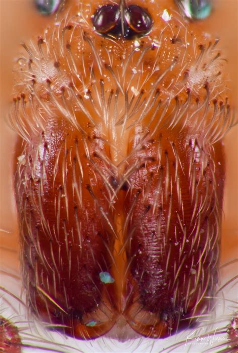 Brown Recluse Fangs Brown Recluse Spider