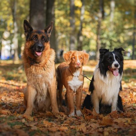 Are German Shepherds Good With Other Dogs? - German Shepherd Dog HQ