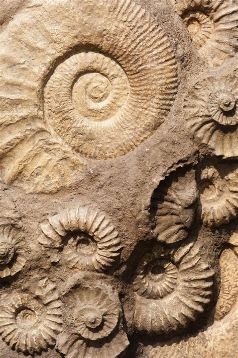 rocks  fossils