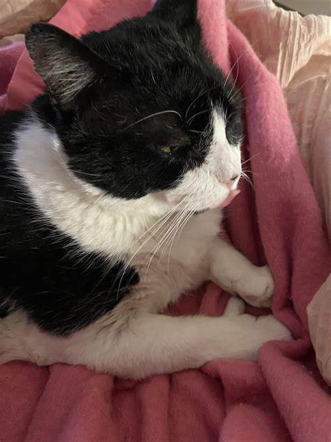 A thumbs up from Mr. Mack with a bonus nose lick! : r/thumbcats