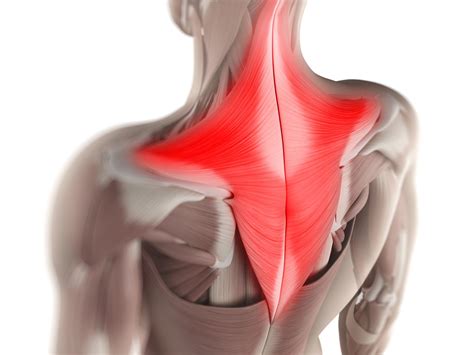 Trapezius Muscle: Anatomy, Function, Pain Causes