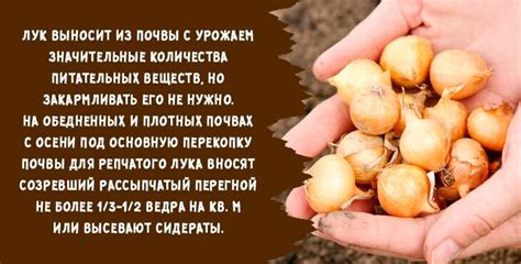 Когда и как сажать лук под зиму в 2021 году