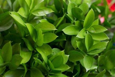Выращивание цветка Рускуса итальянского: как посадить, ухаживать ...