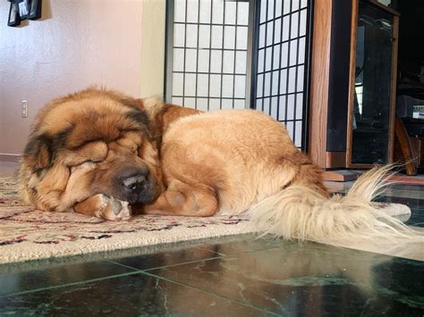 My Shar Pei/cocker spaniel mix : sharpei