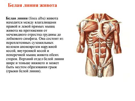 Анатомо-физиологические особенности органов движения и опоры ...