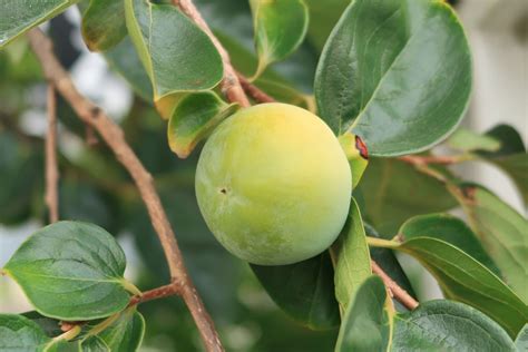 Canon PowerShot G7 X Mark II sample photo - gLhGzRPyAC - ExploreCams