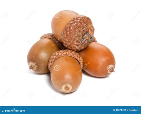 acorns royalty  stock photography cartoondealercom