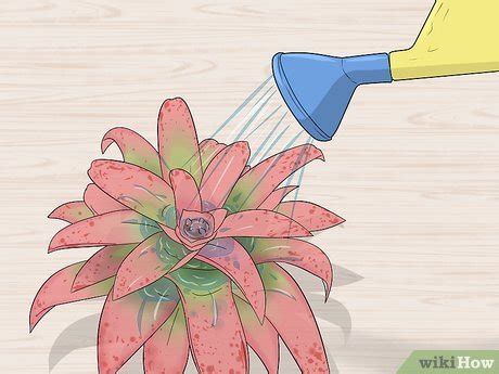 3 Ways to Care for a Bromeliad Indoors - wikiHow Life