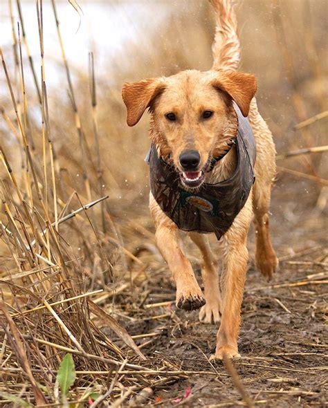 Labrador facts fun archives the labrador site – Artofit