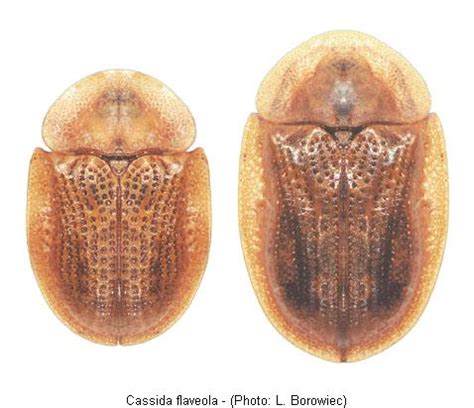 Cassida Bestimmungstabelle
