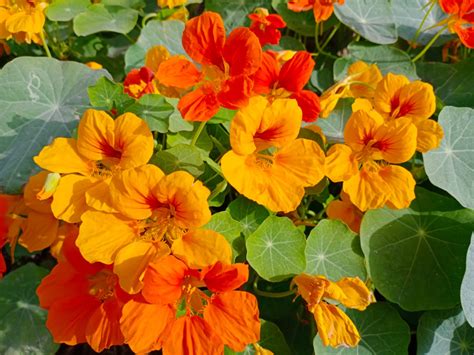Growing Nasturtium Indoors? They'll Need Bright Conditions And Free ...