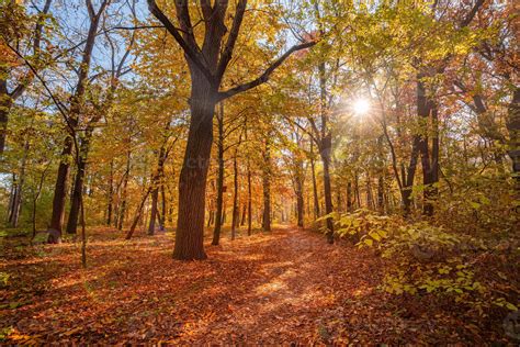 Beautiful trail in autumn forest. Sunshine through the trees. Autumn
