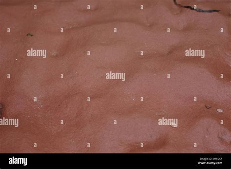 convolute laminations  res stock photography  images alamy