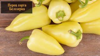 Перец Белозерка: отзывы, описание сорта, фото, видео, отзывы ...