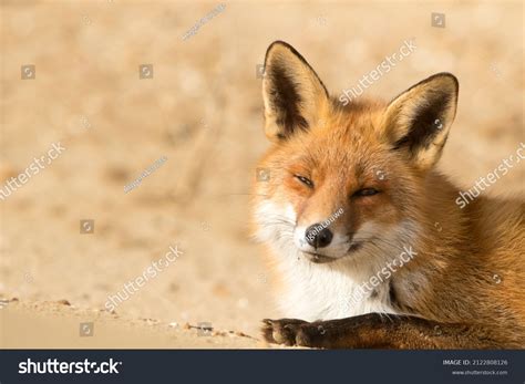 red fox close nature background stock photo  shutterstock