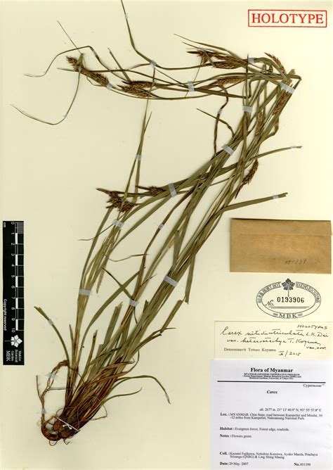 Carex nitidiutriculata L.K. Dai var. heterostachya T. Koyama | Myanmar
