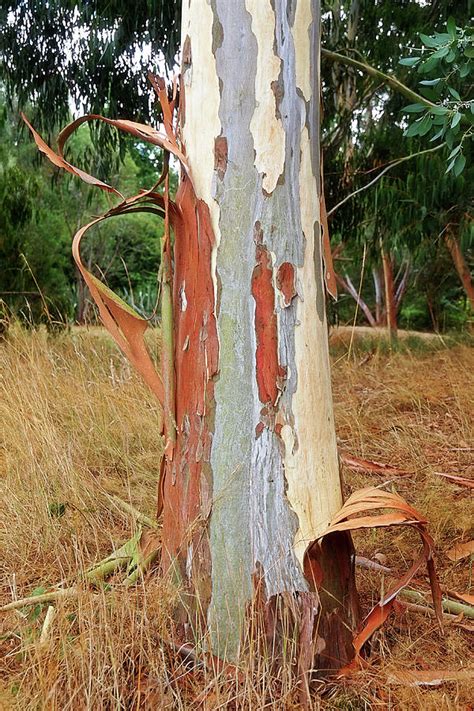 Eucalyptus Bark