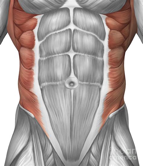 Male Muscle Anatomy Of The Abdominal Digital Art by Stocktrek Images ...