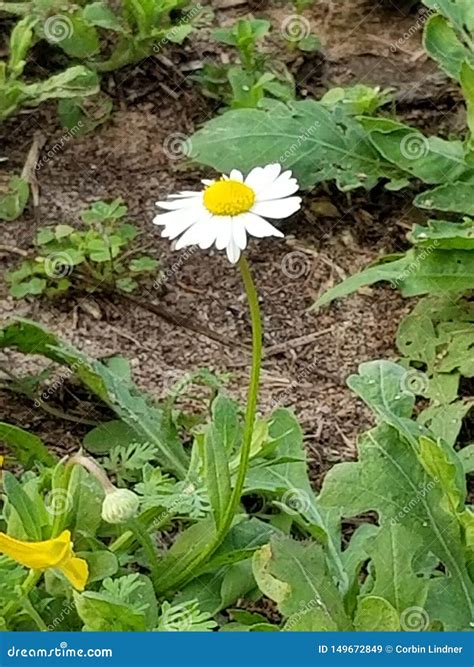 Naked Tall Willows With Twisting Branches At The Entrance To A Rural