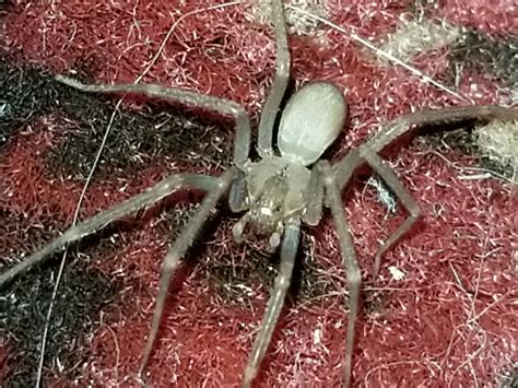 Brown Recluse Spider Identification