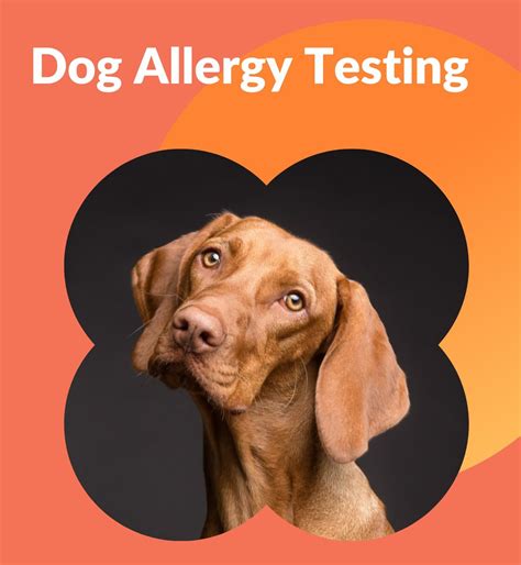 Food Allergy Testing On Dogs at Loren Bona blog