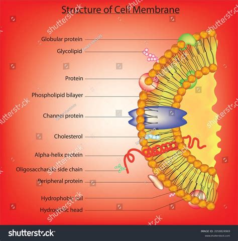 Fluid Mosaic Model Plasma Membrane Stock Vector (Royalty Free) 2058824969 | Shutterstock