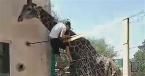 drunk man rides giraffe  middle  zoo sparking police