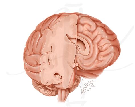 Portfolio | Anekay Kelly Medical Illustration