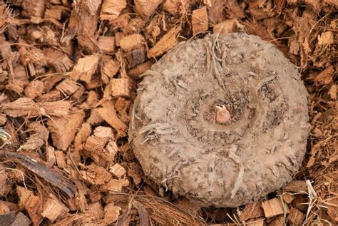 Konjak Bilder – Durchsuchen 811 Archivfotos, Vektorgrafiken und Videos ...