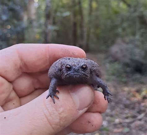 13 Grumpy Black Rain Frog Facts - Fact Animal